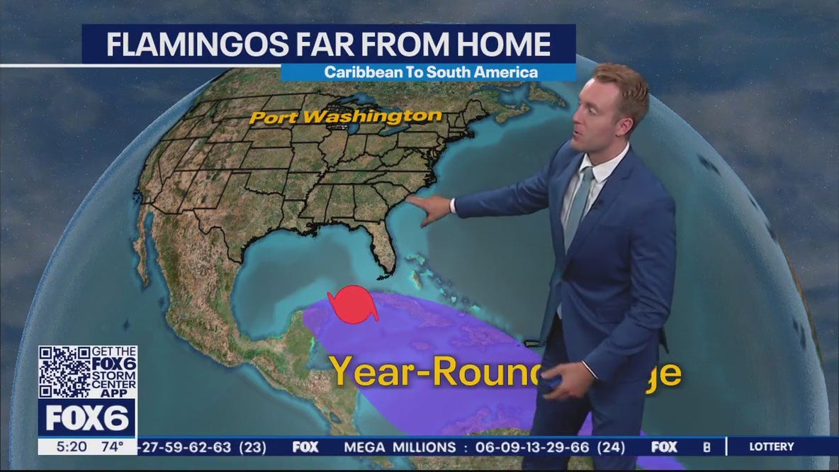 Flamingos in Wisconsin? But how?